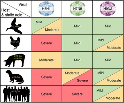 The Drivers of Pathology in Zoonotic Avian Influenza: The Interplay Between Host and Pathogen